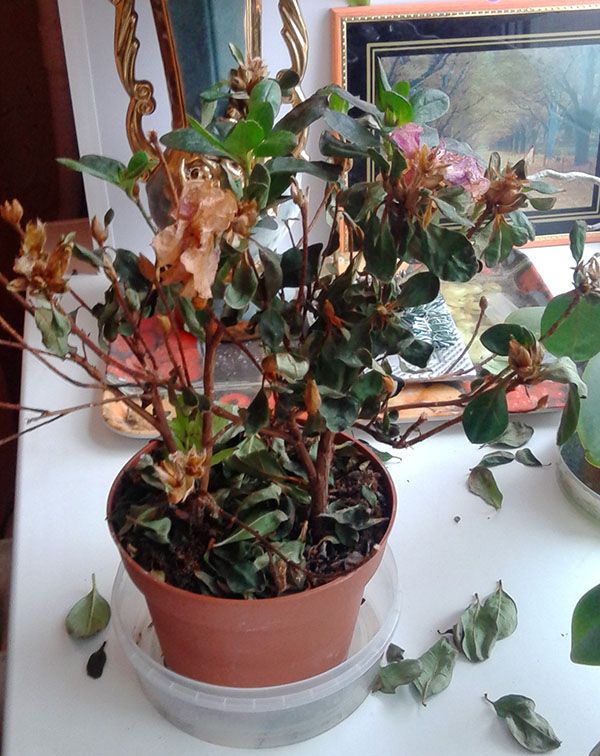 Неправильне зміст азалії призводить до обпадання листя