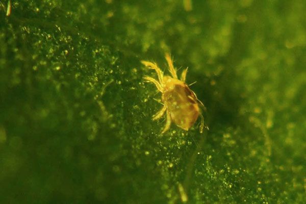 павутинний кліщ