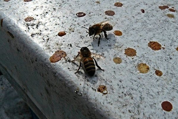 Перший обліт бджіл