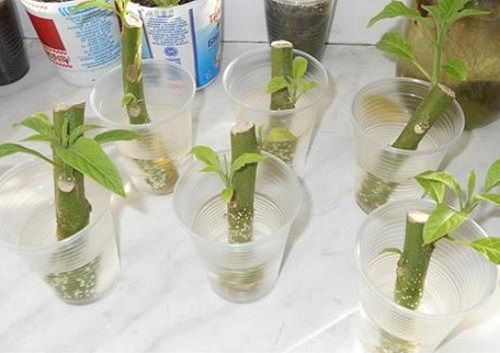 живці бругмансии