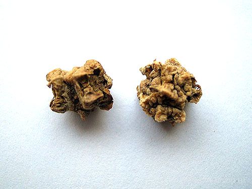 насіння буряка