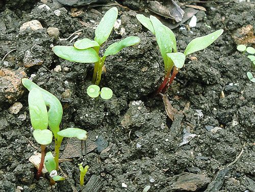 сходить буряк