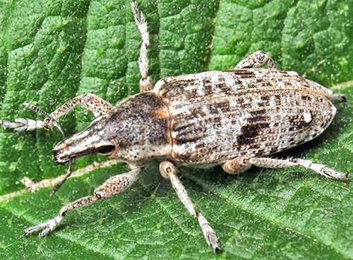 Довгоносик буряковий східний смугастий