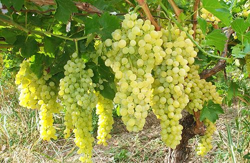 Дотримання агротехніки вирощування винограду