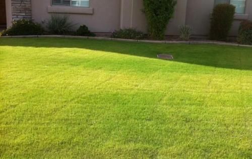 Чому газон жовтіє після стрижки - можливі причини жовтизни газону