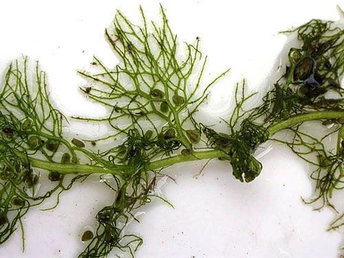 Попелиця на кропі