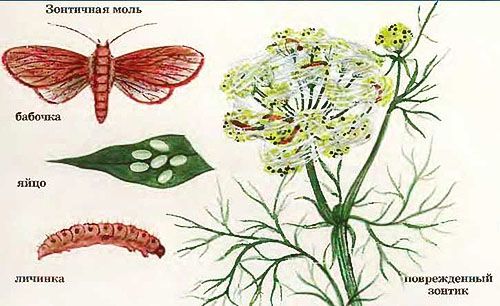 Зонтичная моль на кропі