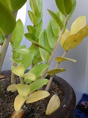 Жовтіє листя заміокулькаса