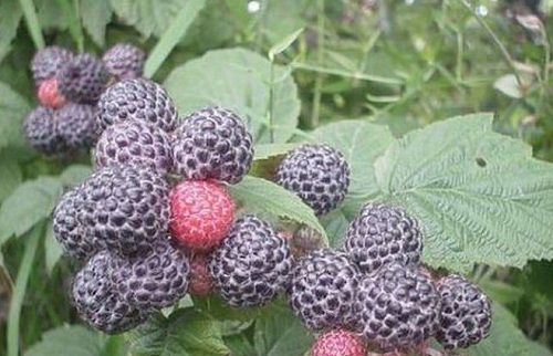 ягоди малини