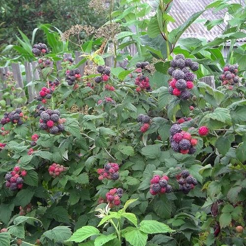 кущі малини