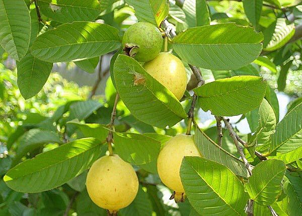 фруктове дерево гуава