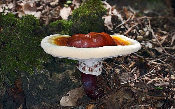 гриб рейши в дикій природі