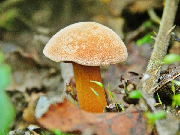 Як відрізнити справжні гриби моховики від помилкових