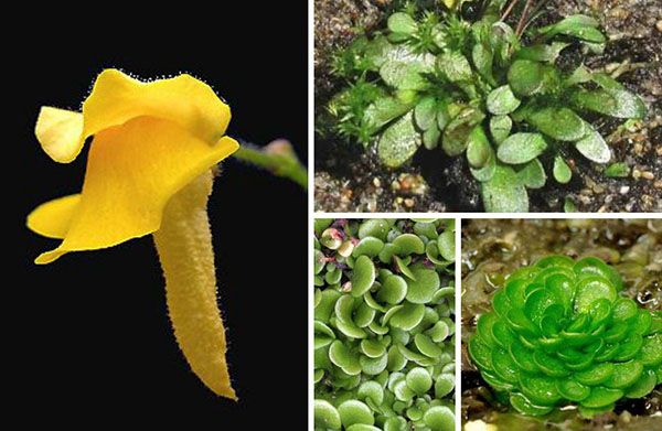 Хиже рослина генлісея