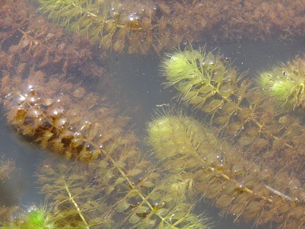Альдрованда пухирчаста (Aldrovanda vesiculosa)