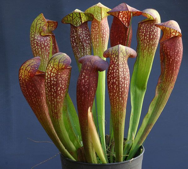Сарраценія (Sarracenia)