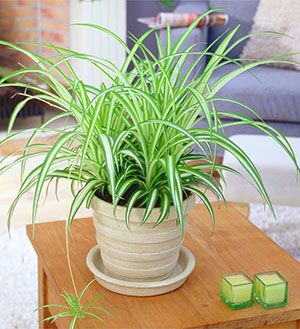 Хлорофітум - догляд в домашніх умовах за чубатим, помаранчевим видом, розмноження розетками та пересадка, що робити коли сохнуть кінчики листя, відео