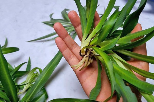 Дітки хлорофітума з корінням