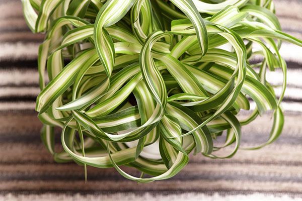 Хлорофітум з кучерявою листям