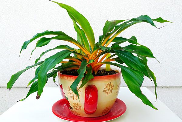 хлорофітум крилатий