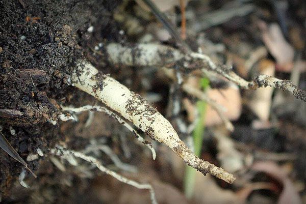 коріння хлорофітума