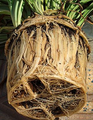 Рослина потребує пересадки