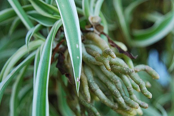 У діток хлорофітума є своя коренева система