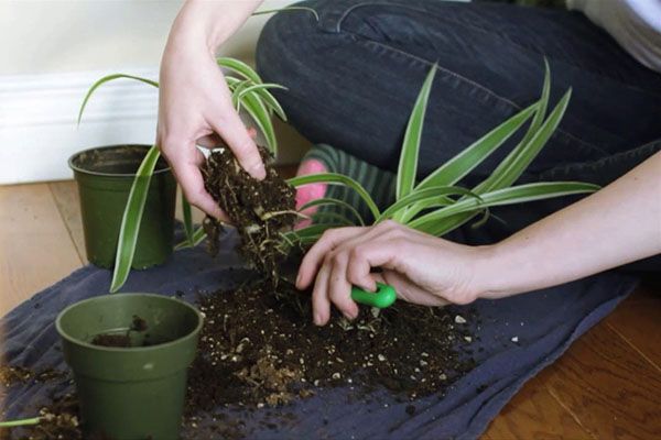 Розмноження хлорофітума шляхом ділення куща