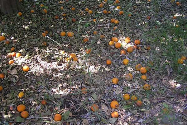осипання плодів абрикоса