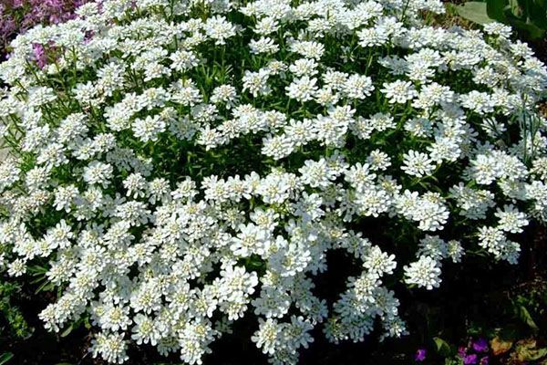 ніжне хмара иберис