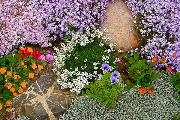 иберис на альпійській гірці