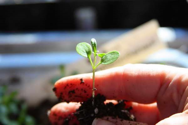 сіянець иберис