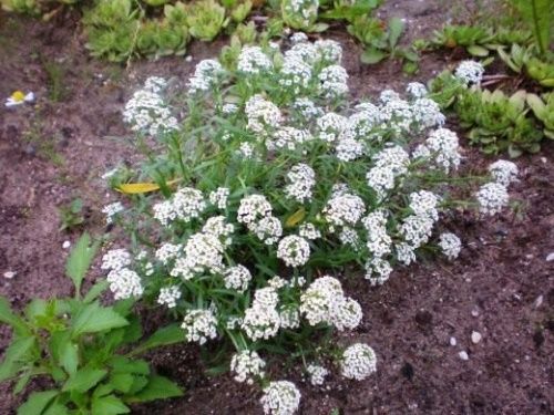 квітучий иберис