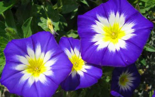 фіолетові квіти