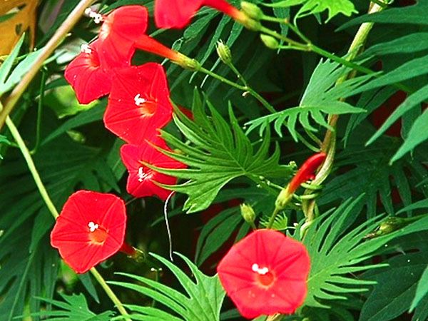 червоні квіти іпомеї