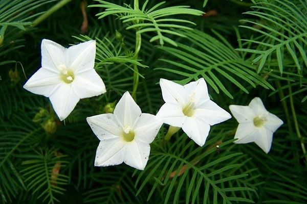 білі квіти іпомеї