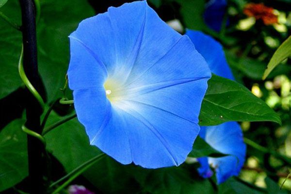 сині квіти іпомеї