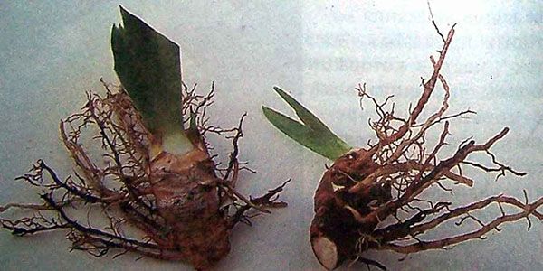 пересадка ірисів