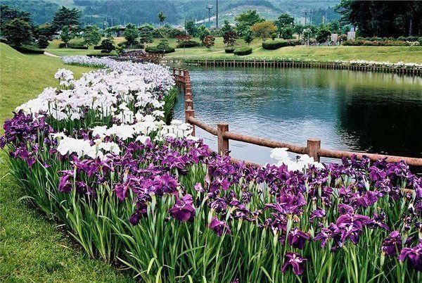 куртини ірисів уздовж берега водойми