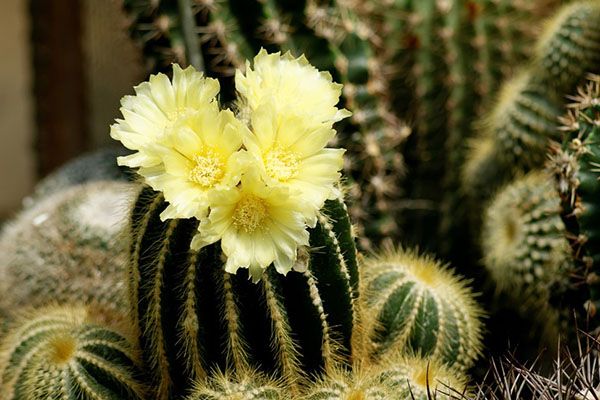 нотокактус