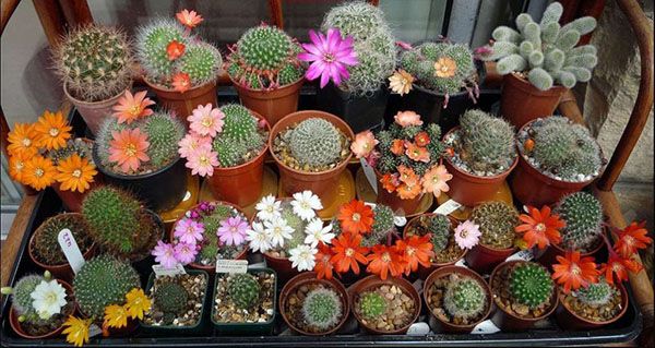 унікальні кактуси