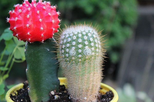 кактус гимнокалициума