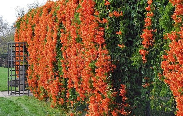 живопліт з кампсис