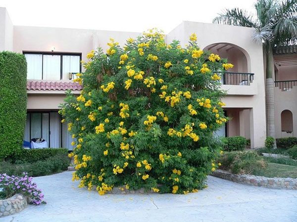 кампсис у дворі