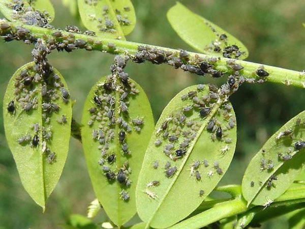 тля на Кампсис