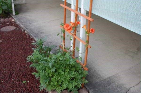 шпалера для кампсис