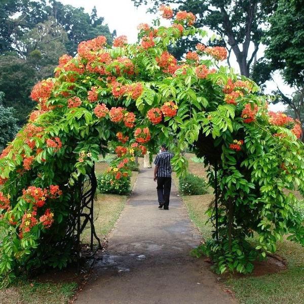 арка для кампсис