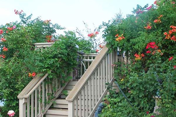 кампсис в ландшафті