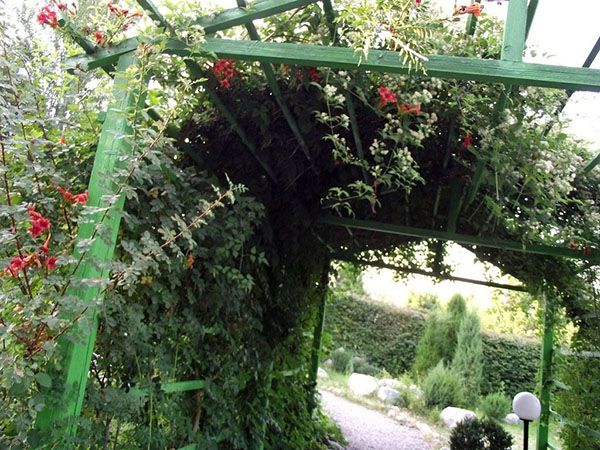 кампсис на альтанці