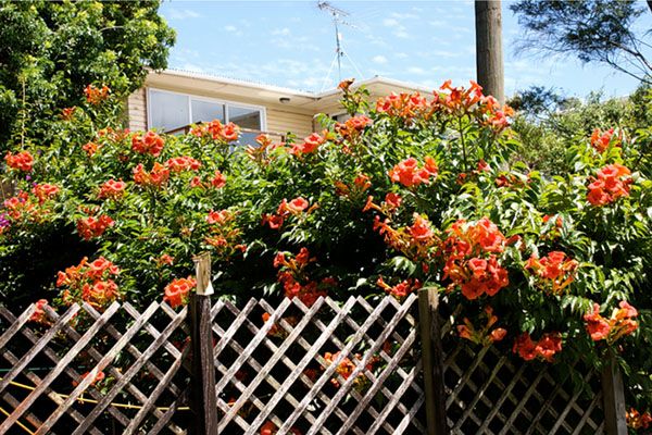 кампсис вздовж паркану